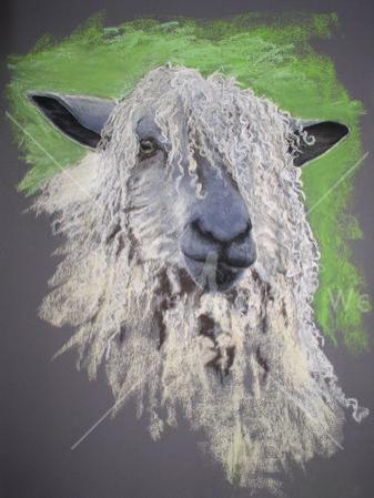 Portrait of a Sheep