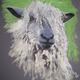 Portrait of a Sheep