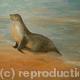 Sea Lion