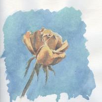 Orange Rose