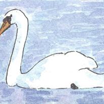 ACEO Swan