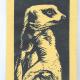 Meerkat Card