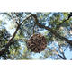 Eden Sphere