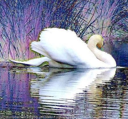 Swan
