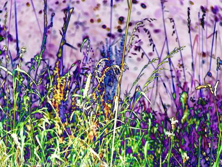 Meadow grasses