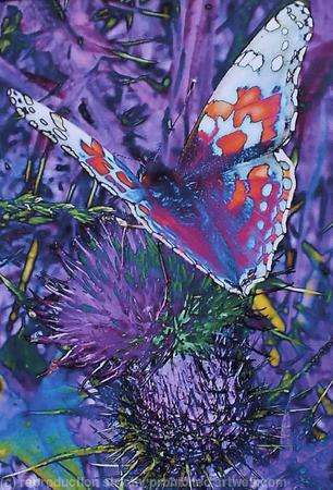 Butterfly on thistles