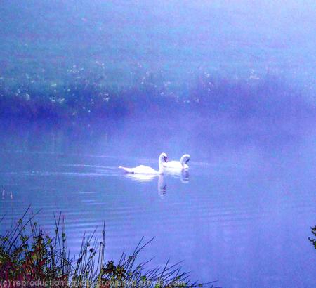 Swans in early morning mist