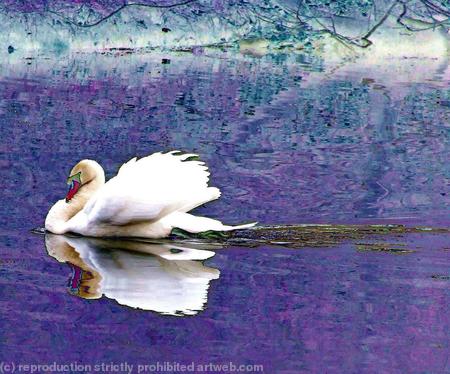Swan reflected