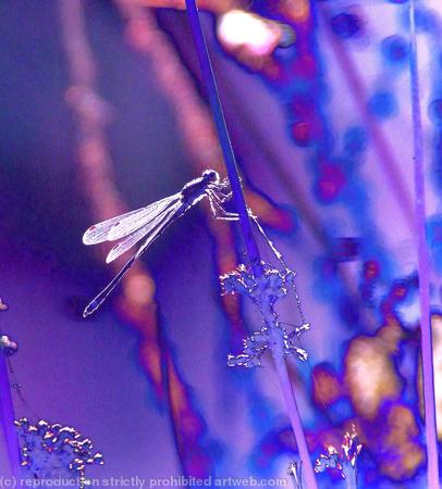 Small sunlit dragonfly