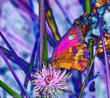 Butterfly on flower