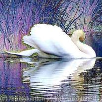 Swan