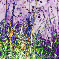 Meadow grasses