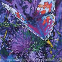 Butterfly on thistles