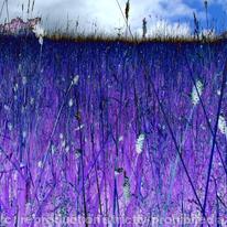 Summer meadow