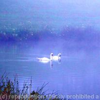 Swans in early morning mist
