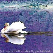 Swan reflected