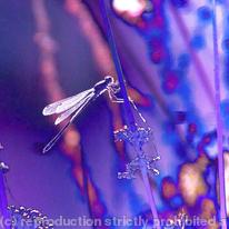 Small sunlit dragonfly