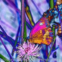 Butterfly on flower