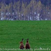 Howgill Farm hares