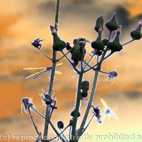 Dragonfly resting by High Slakes