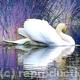 Swan