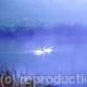 Swans in early morning…