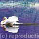 Swan reflected