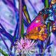 Butterfly on flower