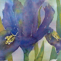 iris