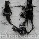 bear print