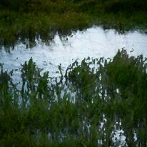 Water grasses 