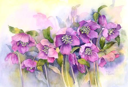 Hellebores