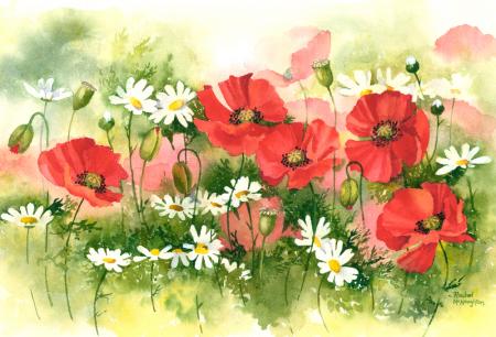 Poppies and Daisies