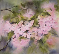 Cherry Blossom
