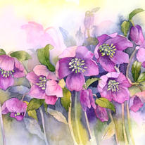 Hellebores