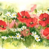 Poppies and Daisies