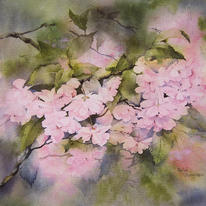Cherry Blossom