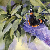 Red Admiral and Buddleia