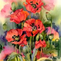 Oriental poppies