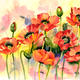 Scarlet Poppies | | 46 x 62cm | giclee print Scarlet Poppies