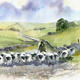 Dales Shepherd | | 51 x 41cm | giclee print Dales Shepherd