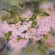 Cherry Blossom