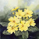Primroses