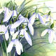 Snowdrops