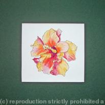 Hattie's Hibiscus