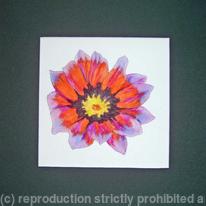 Anna's Daisy