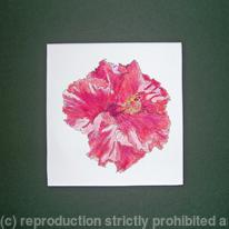 Hattie's 2nd Hibiscus