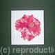 Hattie's 2nd Hibiscus