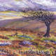 Old Tree on Exmoor