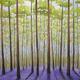 Bluebell woods 2